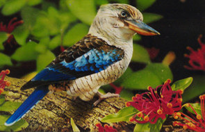 Bird